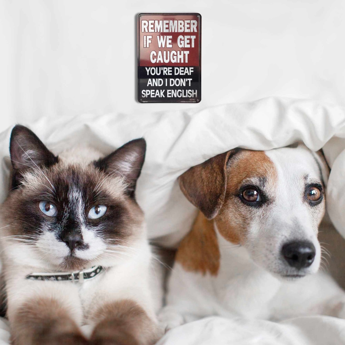 Remember If we Get Caught, You're Deaf and I don't Speak English with Pets View